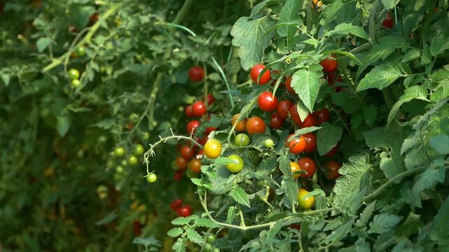 Growing ripe red tomatoes in a modern greenhouse. Organic tomato plants growing in greenhouse interior. 