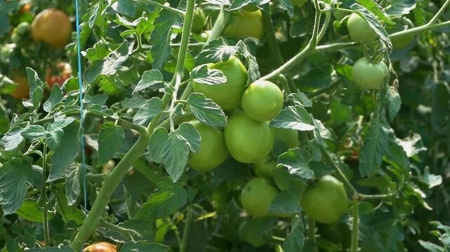 Growing ripe red tomatoes in a modern greenhouse. Organic tomato plants growing in greenhouse interior. 