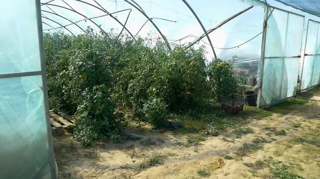 Growing ripe red tomatoes in a modern greenhouse. Organic tomato plants growing in greenhouse interior. 