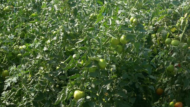 Growing ripe red tomatoes in a modern greenhouse. Organic tomato plants growing in greenhouse interior. 