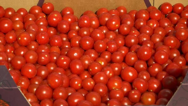 Growing ripe red tomatoes in a modern greenhouse. Organic tomato plants growing in greenhouse interior. 