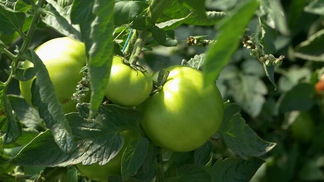 Growing ripe red tomatoes in a modern greenhouse. Organic tomato plants growing in greenhouse interior. 