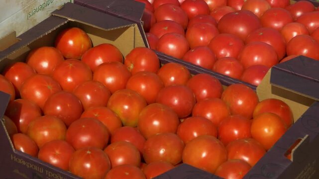 Growing ripe red tomatoes in a modern greenhouse. Organic tomato plants growing in greenhouse interior. 