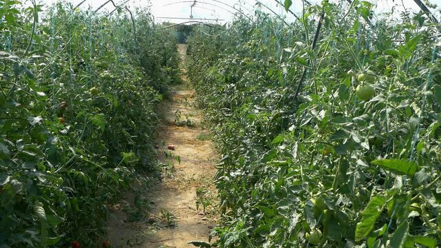 Growing ripe red tomatoes in a modern greenhouse. Organic tomato plants growing in greenhouse interior. 