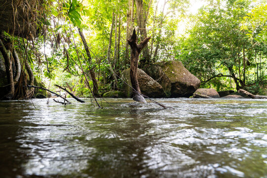 AROYO EN LA SELVA AMAZONICA