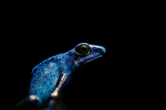 Blue poison dart frog portrait against black background