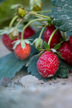 Organic strawberry field shows organic farming and organic strawberries with red berries and ripe strawberry fruits as delicious snacks and healthy snacks in evening sunset and close-up view of fruits