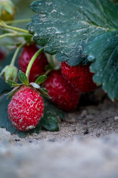Organic strawberry field shows organic farming and organic strawberries with red berries and ripe strawberry fruits as delicious snacks and healthy snacks in evening sunset and close-up view of fruits