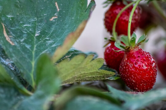 Organic strawberry field shows organic farming and organic strawberries with red berries and ripe strawberry fruits as delicious snacks and healthy snacks in evening sunset and close-up view of fruits