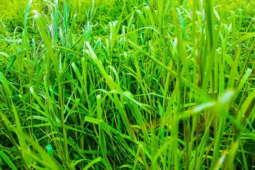 Obraz premium Close-up of vibrant green tall grass blades