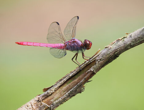 A Close-up Focus Stacked Image of a Male Pink and Purple Roseate Skimmer Dragonfly