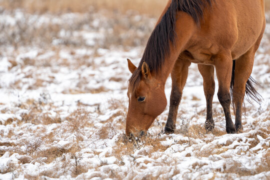 horse in winter