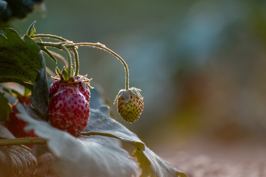 Organic strawberry field shows organic farming and organic strawberries with red berries and ripe strawberry fruits as delicious snacks and healthy snacks in evening sunset and close-up view of fruits