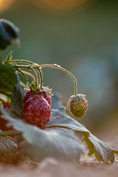 Organic strawberry field shows organic farming and organic strawberries with red berries and ripe strawberry fruits as delicious snacks and healthy snacks in evening sunset and close-up view of fruits