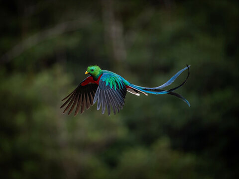 Majestic Resplendent Quetzal in Flight, Emerald Green and Blue Plumage