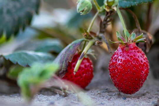 Organic strawberry field shows organic farming and organic strawberries with red berries and ripe strawberry fruits as delicious snacks and healthy snacks in evening sunset and close-up view of fruits