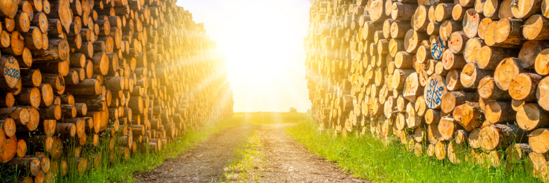 Lagerplatz von Baumst&auml;mmen f&uuml;r die Holzwirtschaft mit Sonne im Gegenlicht, Fotomontage