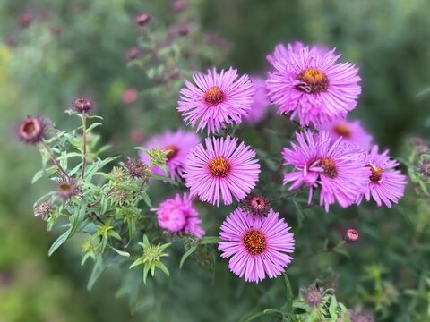 Vibrant purple New England aster (Symphyotrichum novae-angliae) flowers bloom in a garden bed. A close-up botanical nature photograph captured during the autumn season in Latvia.