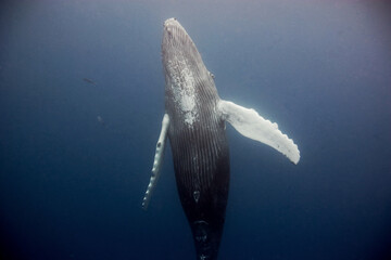 Humpback whale going to the surface for a breath in the Caribbean © willtu