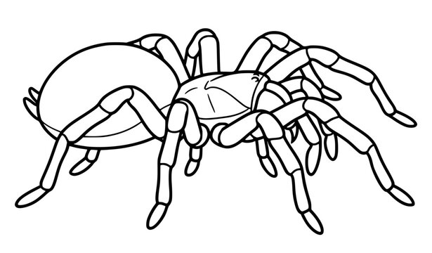 Tarantula Spider Side Profile Cartoon Vector Coloring Book Drawing