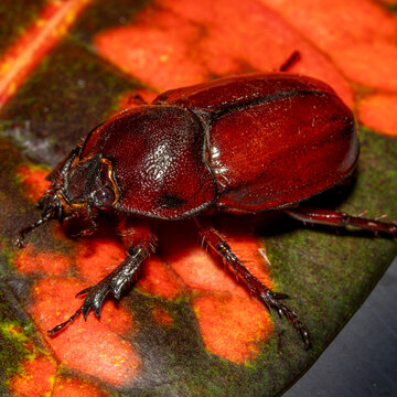 Rhinoceros beetle 