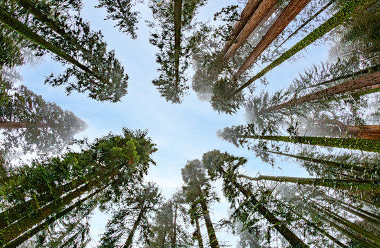 huge sequoia tree in snow in the sequoia tree national park