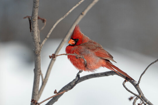 cardinal on a branch