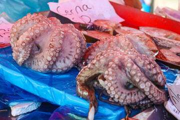 Fresh raw octopuses for sale in the fish market © olyasolod