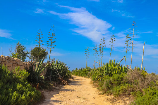 Pathway through sisal agaves (Agave sisalana)