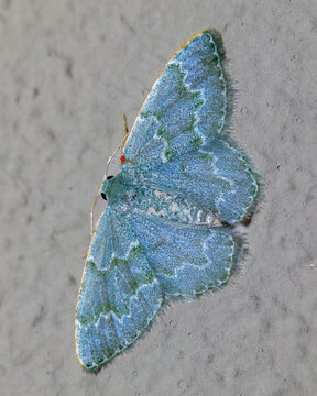 Moth