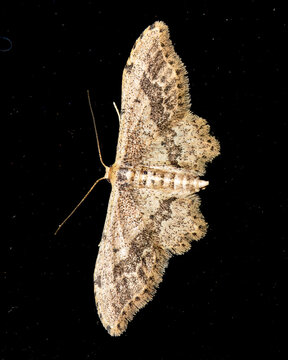 Moth