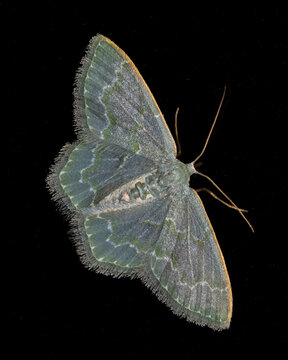 Moth