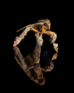 Moth