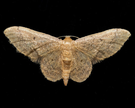 Moth