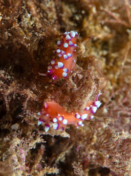 Nudibranch