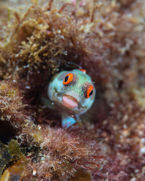 Blenny