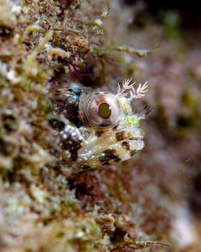 Blenny