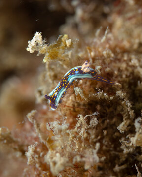 Nudibranch