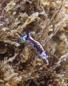 Nudibranch