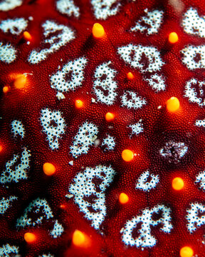 seastar