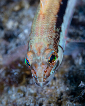 fish