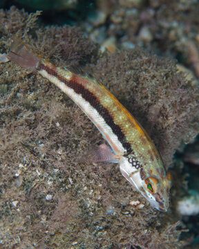 fish