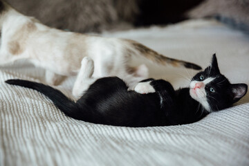 Two Kittens Playing on Bed © Natalie Wheeler