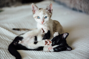 Two Kittens Playing on Bed © Natalie Wheeler