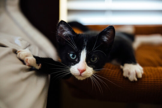 Portrait of a kitten resting