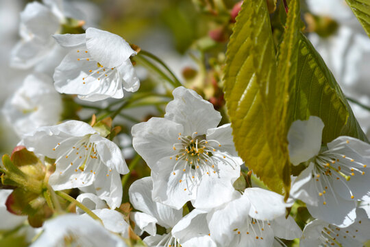 Sweet cherry white flowers - Latin name - Prunus avium