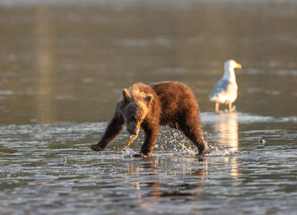 Bear cub with a piece of clam in the low tide water © feeferlump