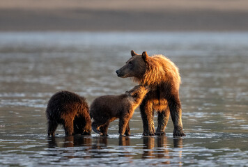 Bear cub playing with mom in the low tide © feeferlump