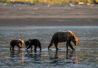 Twin bear cubs and their mother in the wet sand in Alaska © feeferlump