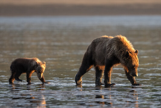 Walking in the morning sun, a mother bear and cub look for clams